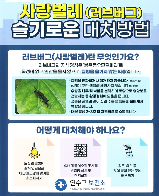 연수구가 러브버그 출몰에 따라 구민 불편을 최소화하기 위한 방제 작업에 총력을 기울이고 있다